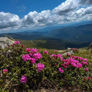 WhatsApp Image 2025-06-14 at 12.48.52_15ce7062