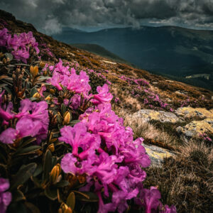 WhatsApp Image 2025-06-28 at 12.32.39_288fc61f